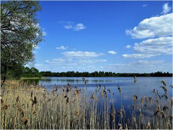 Лето / Лето на озере в Смоленской области
