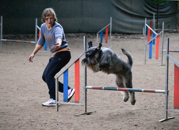 Аджилити / Относительно новый вид спорта с собакой, изобретённый в Англии в конце 70-х годов и стремительно набирающий популярность во всем мире.