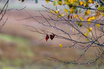 Сентябрь / дожди