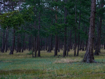 Байкальский лес / Снято на Sony A6400+SEL1655G