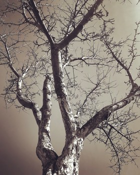 Ghotic tree / Tree of life
