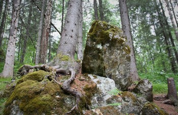 И на камнях растут деревья / Природный парк Оленьи Ручьи, Свердловская область