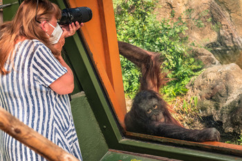  / La mirada del orangután a la fotógrafa ...
