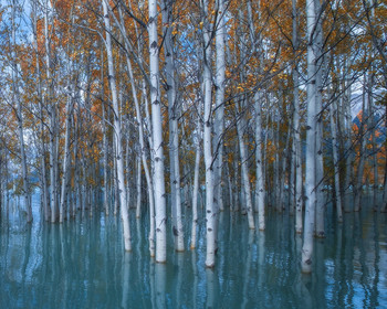 Осины / В этом году высокая вода на озере Абрахам опять привлекла фотографов со всей округи. Не устоял и я.