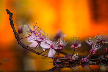 &nbsp; / Rama con flores de ciruelo japonés