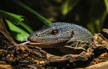 Здрастееее... / Здрастееее...