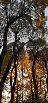 Осень / Осенний парк 2