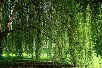 Ивушка / Парк им. Горького