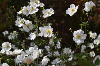 &nbsp; / Beautiful flower pedals touched by a warm summer breeze.