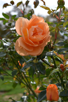 &nbsp; / A stunning orange rose peaking out from the garden.