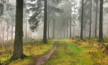 Туманный лес / Прогулки