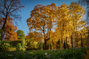 Сейчас в паке Сокольники. Октябрь. / Москва.