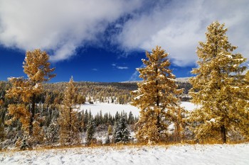 Контрасты осени / Семинский перевал, Республика Алтай