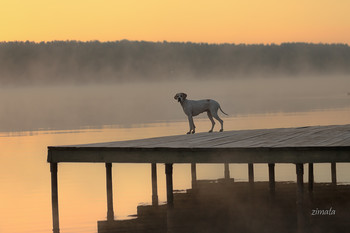 туман и пойнтер / рассвет на озере