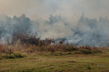 дымок / лесное задымление