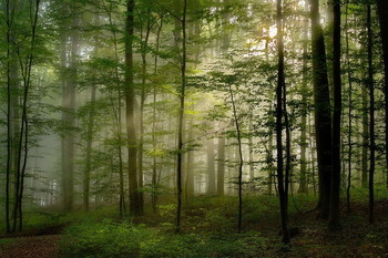 Утро в октябре / Утренний лесной пейзаж.