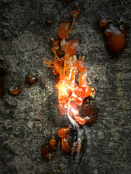 &nbsp; / Im Traumwald