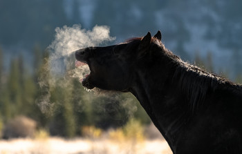 Морозное дыхание. / Вы видели когда нибудь как лошадь дышит зимой.. ? В то утро перепад температуры был очень сильным, . Лошадь сначала дышала обыкновенно, но потом стала из ноздрей пускать пар. Думаю она так согревалась..