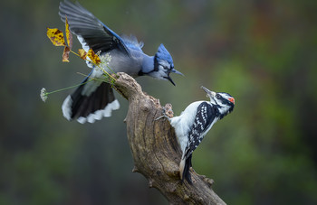 Blue Jay vs. Hairy woodpecker (male) / Голубая сойка против волосатого дятла (самец)