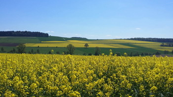 &nbsp; / These are the canola fields in spring near my home town.