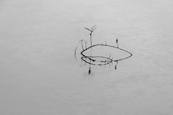 Жизнь вокруг / Описание