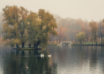 Дворцовый парк в Гатчине. Октябрьское туманное утро. / Гатчинский парк в октябре.