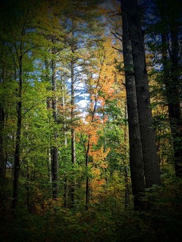 Maturing Quickly / A tree in the NH woods in full foliage before the trees around it.