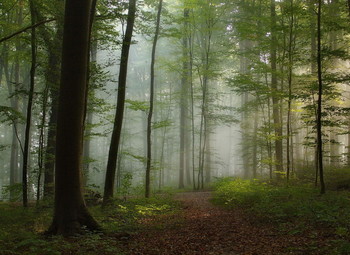 Утро / Осенний лесной пейзаж.