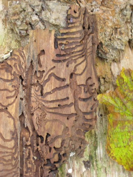 Рисунки на стволе дерева / &quot;рисунки&quot; жука короеда на стволе дерева.