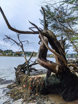 Dancing Tree / A tree doing a dance by the Bellamy River in NH