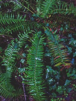 &nbsp; / Oregon fern amongst ivy on a rainy day.