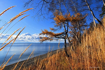 **Осень на Байкале / лиственница в октябре на берегу Байкала.