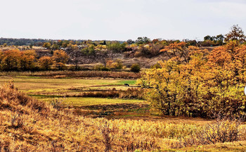 Цвет осеи / Поле, высокий берег, деревья