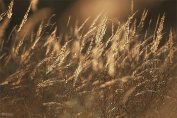 Золото осени / В вечерних лучах заходящего солнца прекрасны осенние травы...