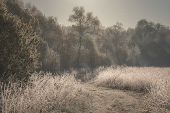 Замерзшее поле / Утренний иней посеребрил траву и деревья, добавляя седины в притихшую, в ожидании холодов, природу.