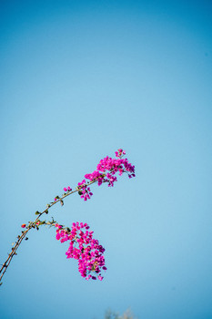  / A Bougainvillea in Santa Maria Del Rio, SLP