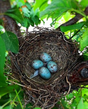 &nbsp; / chicks waiting to be birds