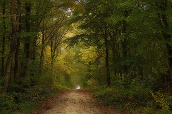 В осень / Осенний лесной пейзаж .