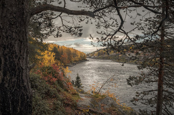 Золотая осень на Умбе / Золото деревьев раскрасило типичный пасмурный день на северной, суровой реке.