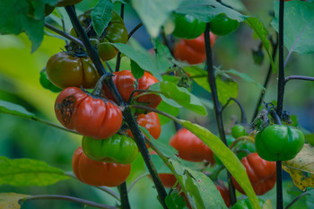 &nbsp; / Tomates en el jardín