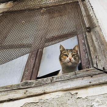 Sweet cat / Cat is looking from a window, maybe waiting for someone