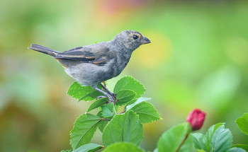 Lesser Antillean bullfinch (female) / Официального перевода на русском не нашел
Возможное название:Малый Антильский бычий вьюрок (самка)
Раньше этот вид птиц был эндемичен только для Малых Антильских островов,
но теперь распространился на Виргинские острова США и появляется в Пуэрто-Рико.
Источники в интернете дают очень скудную информацию, преимущественно , как птица выглядит и где обитает.
Из собственных наблюдений могу добавить, что птица преимущественно ищет корм на земле или в густых кустарниках, видел, как с удовольствием поедала мелкие цветы, если "предложить" угощение непременно воспользуется )