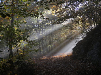 &nbsp; / durch den Frühnebel führt der Weg zum Licht