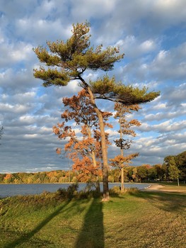 &nbsp; / beautiful tree off of Georgian Bay Ontario Canada