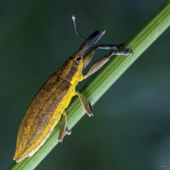  / Долгоносик стеблеед Фрачник омежниковый (Lixus paraplecticus)