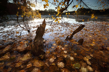 осенний пруд / Заходящее солнце отражается от упавших в воду листьев. Скоро подует ветер, и от этой красоты не останется и следа...