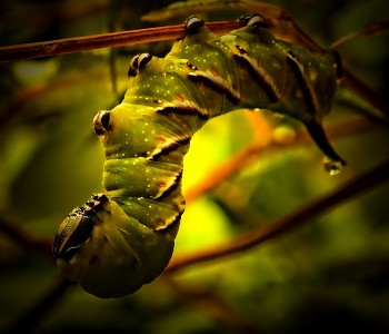 &nbsp; / A colorful caterpillar from August