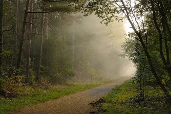 Утренний туман / Осеннее утро в лесу.