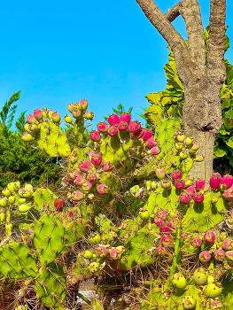 &nbsp; / Cactus fruits that look and taste delicious.