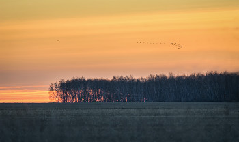 Солнце встаёт.. / нет у меня опыта снимать до восхода..
сегодня, снято в степи, 
холодно,
птицы готовятся к своему перелёту, но пока что они летят с озера на опустевшие поля..
как поняла, это клин серых гусей..